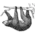 Hanging sloth