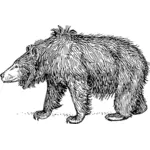 Medvěd pyskatý
