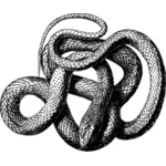Snake illustration bild