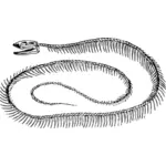 Schelet de şarpe