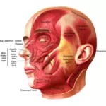 चेहरे की मांसपेशियों