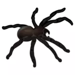 Araignée noire