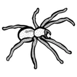 Spinne, Zeichnung