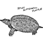 Kura-kura berduri soft shell