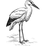 Stork bild
