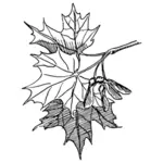오크 잎과 도토리 벡터 그래픽