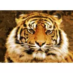 Sumatra-tiger