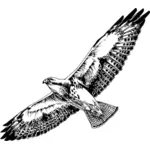 Swainson's hawk gambar