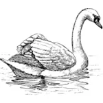Swan obrazu