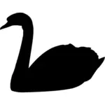 Černá labuť obrázek