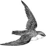 Oiseau de SWIFT