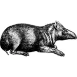 Tapir wektor rysunek