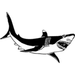Il disegno vettoriale di grande squalo bianco