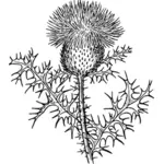 Thistle vector drawing