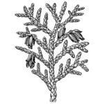 Thuya tree vector image