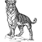 Ilustracja Tygrys
