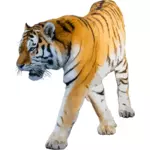 Ilustração do vetor de tigre