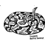 Drewna rattle snake