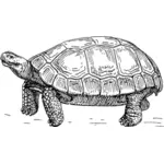 Clipartów duży żółw stare czarno-białe