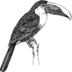 Toucan tekening