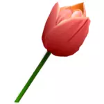 Rosa tulip