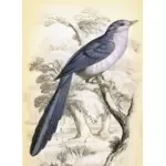 Lang hale fuglen opp på en tree armen vektorgrafikken