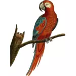 Papoušek vektorový obrázek