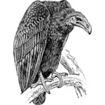 Imagem de abutre