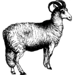 ウェールズの羊