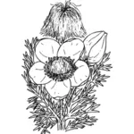 ために、西洋オキナグサの花