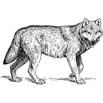 Vlk skica