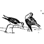 2 羽の鳥のイメージ