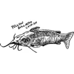 Gula bullhead catfish