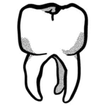 दाँत