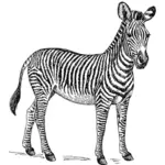 Zebra gambar