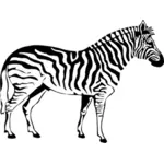 Zebra silueta
