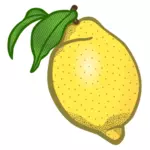 ClipArt vettoriali di limone