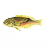 Wrasse zoster