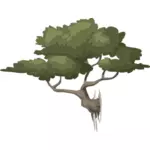 Albero dei bonsai