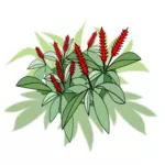 Plant met rode bloemen
