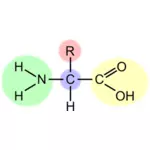 Векторное изображение схемы амино кислоты