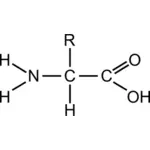 Vektor ClipArt av aminosyra