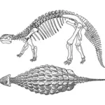 Ankylosaurus skeleton vector graphics