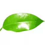 Realistyczne zielony liść