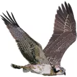 Western Osprey dalam penerbangan ilustrasi