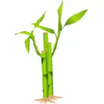 Closeup de ilustração de vetor de talo de bambu