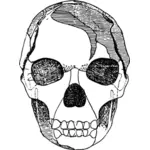 Grafika wektorowa zacienionym czaszki