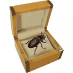 Escarabajo en una imagen vectorial de caja