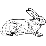 Belgian rabbit