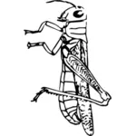 Grasshopper drawing